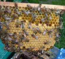 Včelí kostí: charakteristika plemena a vlastnosti včiel