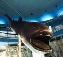 Pelagický väčší žralok: história druhu a modernosť