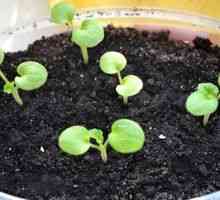 Pelargonium zo semien doma (pelargonium zo semien)