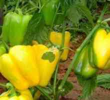 Pepper zlatý zázrak: popis charakteristík a tipy pre pestovanie