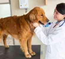 Pyometra pri symptómoch a liečbe psov