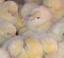 Prečo umierajú sliepky a na čo by sa mali liečiť?