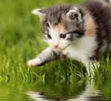 Prečo mačky sa obávajú vody: hlavné dôvody a ako s nimi zaobchádzať