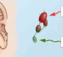 Prečo môže byť lymfatická uzlina zapálená za ucho?