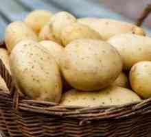 Príprava zemiakov na výsadbu: druh a opis