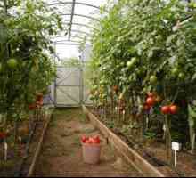 Najvyššie obliekanie paradajok v polykarbonátovom skleníku