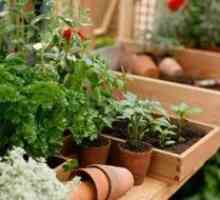 Extra hnojenie sadeníc: typy hnojív na rast