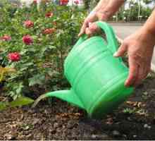 Najvyššie obliekanie ruží: čo hnojivo používať a kedy sa lepšie