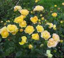 Poliant Rose: čo je to, kultivácia a starostlivosť