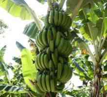 Výhody a škody pri konzumácii zelených banánov, kontraindikácie