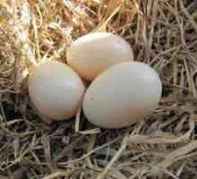 Výhody a poškodenie kačacích vajec. Pravidlá varenia