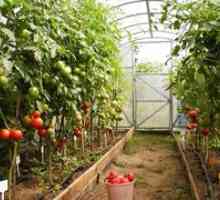 Paradajky v skleníku - pestovanie paradajok pre začiatočníkov