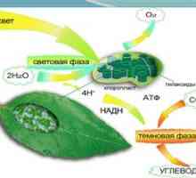 Koncept fotosyntézy, kde a čo sa deje vo svetlej fáze fotosyntézy