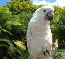 Parrot kakadu: krásny vták, spoločník a priateľ