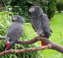 Parrot je chamtivý alebo africký šedý papagáj