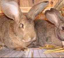 Plemeno králikov šedý obor: popis a vlastnosti starostlivosti