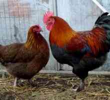 Chicken Maran Popis Chov kŕmenia v ošetrovateľstve