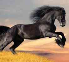 Plemená koní: druhy, fotografie, popis plnokrvníkov