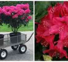 Výsadba a starostlivosť o rododendronovú novú zem