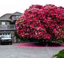 Výsadba a starostlivosť o rododendron na predmestí