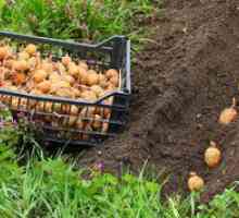 Výsadba a pestovanie zemiakov novými technológiami