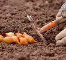 Výsadenie cibule na jar: čas na výsadbu sadeníc