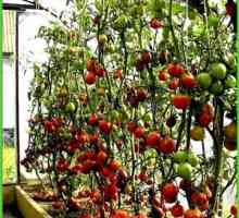 Vysádzanie paradajok v polykarbonátovom skleníku
