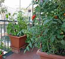 Postupné pokyny na pestovanie paradajok na balkóne