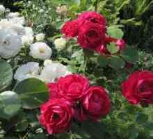 Pravidlá pestovania a starostlivosti o floribunda rose nina veybula