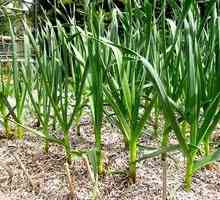 Pravidlá pestovania cesnaku a jemnosť starostlivosti o rastliny