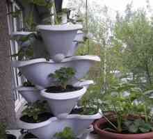 Pravidlá pestovania jahôd doma na balkóne