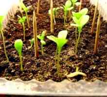 Správne rastú krásne asters: naučiť sa zasiať a sledovať výhonky