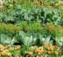 Výhody zmiešaného výsadby záhradných plodín