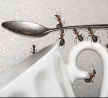 Dôvodom vzhľadu domácich mravcov v byte