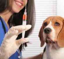 Očkovanie psov. Čo môžem urobiť pre šteňa mladšie ako 1 rok?