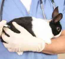 Očkovanie králikov: čo a kedy robiť