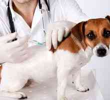 Očkovanie proti besnote pre psov