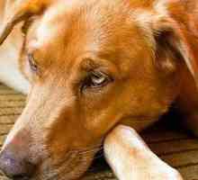 Známky naznačujúce infekciu psa s červami