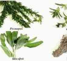 Pikantné byliny pre záhradu: pestujeme rastliny ako korenie