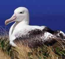 Vták z albatrosu. Kto sú blázniví albatrosi?