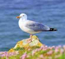 Gull vták: čo robí čajky, kde zimujú