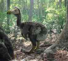 Bird dodo: miesto v ekosystéme a dôvody vyhynutia dodo