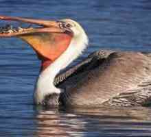 Bird pelikán: spôsob života, obydlia, kde sú ryby stohované