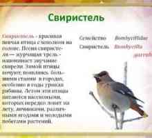 Vták s chumáčikom na hlave waxwings: popis a funkcie