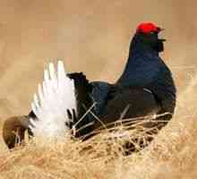 Vták z černohlávky: kde žije a jedie