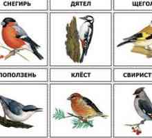 Vtáky žijúce v strednej časti Ruska