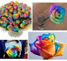 Iridescent Rose: Ako získať viacfarebný kvet doma