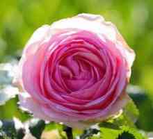 Rajský kvet vo vašej záhrade - ruža Pierre de Ronsard