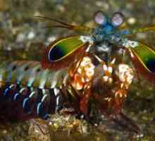 Modliť sa mantis: rysy morského príšerka