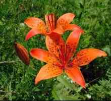 Lily rastlina: popis, vzhľad a druhy